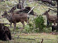 FAUNE 4 (28).JPG